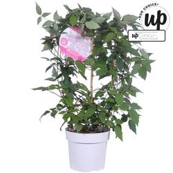 Clematis Mayleen T19 H70