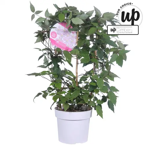 Clematis Mayleen T19 H70