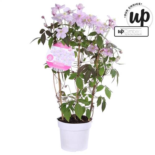 Clematis Mayleen T19 H70