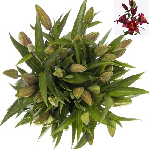 Lilie orientalisch rot Bombastic 4+Blüte 80cm