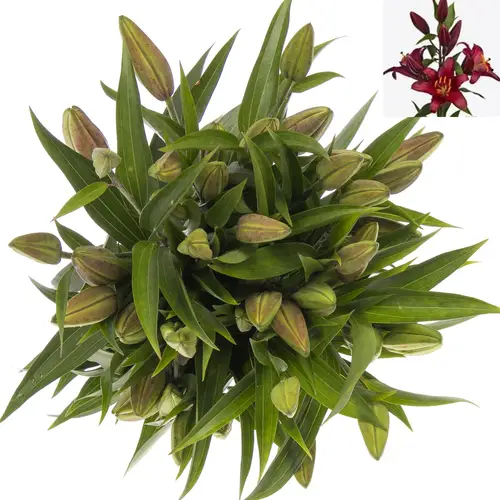 Lilie orientalisch rot Bombastic 4+Blüte 80cm
