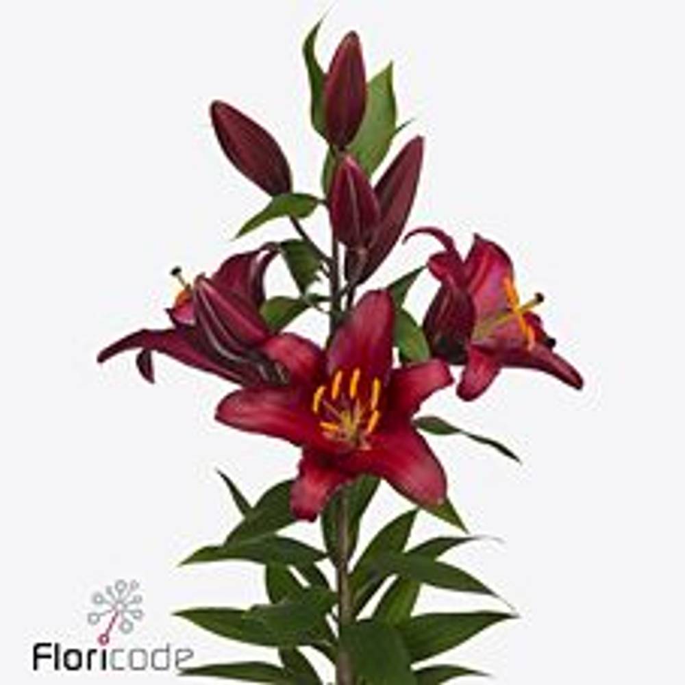 Lilie orientalisch rot Bombastic 4+Blüte 80cm