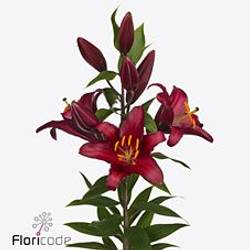 Lilie orientalisch rot Bombastic 4+Blüte 80cm
