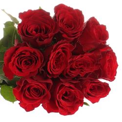 Rose rot Madam Red 70cm