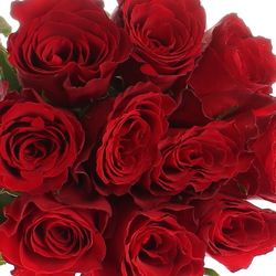 Rose rot Madam Red 70cm