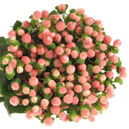Hypericum rosa Coco Casino 40cm