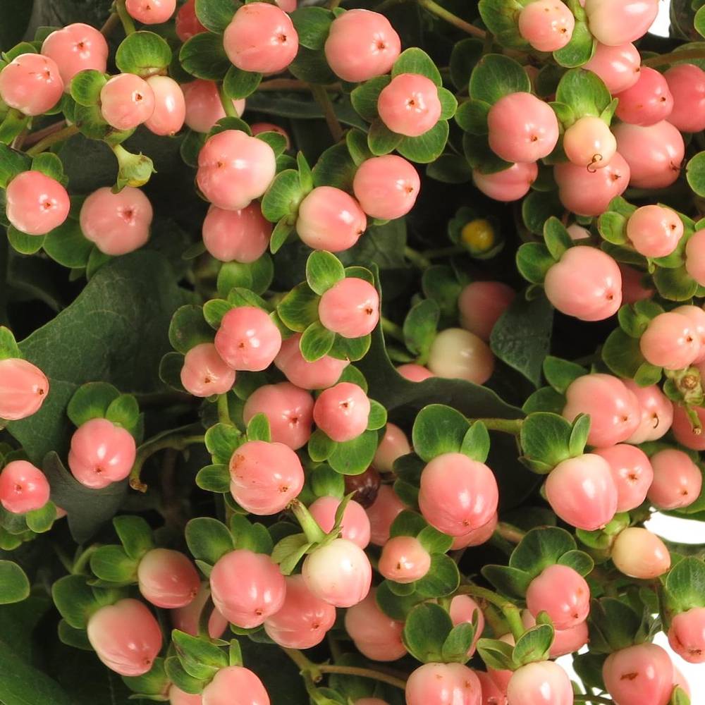 Hypericum rosa Coco Casino 40cm