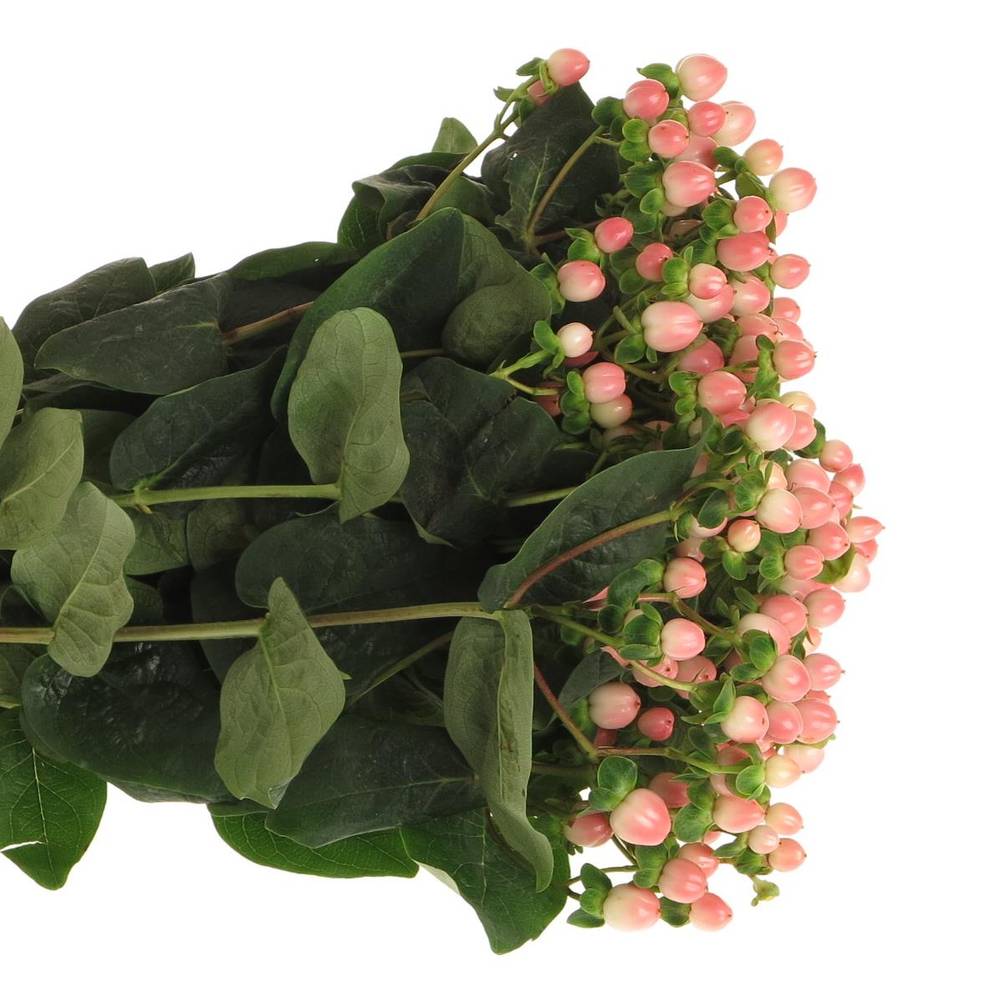 Hypericum rosa Coco Casino 40cm