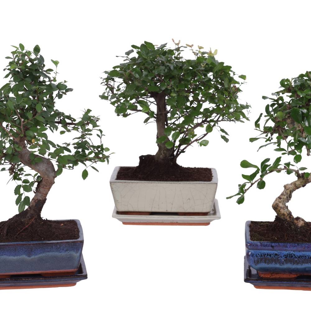 Bonsai mix Keramik T20 H25