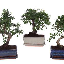 Bonsai mix Keramik T20 H25