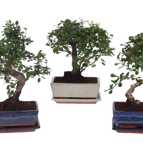 Bonsai mix Keramik T20 H25