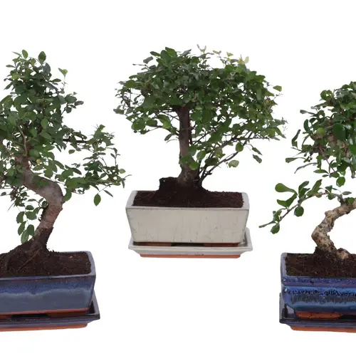 Bonsai mix Keramik T20 H25