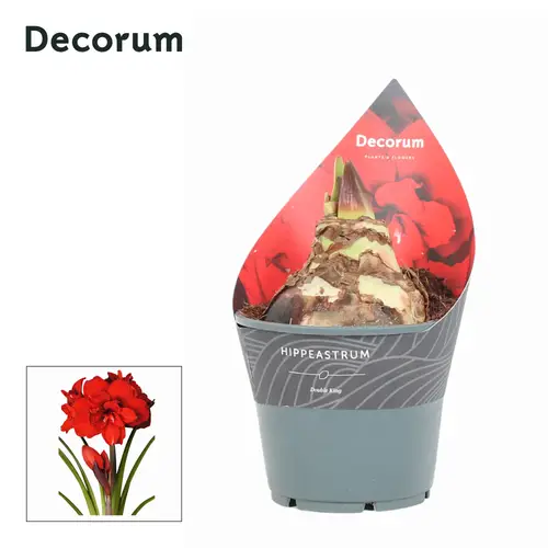 Amaryllis 2er rot Gefühlt Double King T14 H015