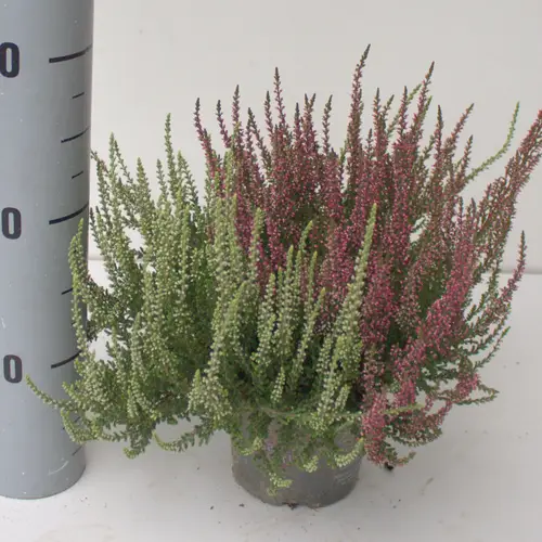 Calluna rot/creme GG Twin T12 H025