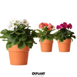 Primula Obconica Sweet im Terra Topf T12 H025