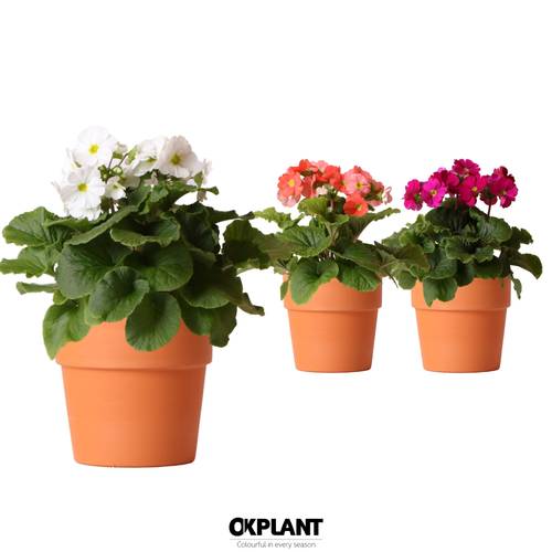 Primula Obconica Sweet im Terra Topf T12 H025