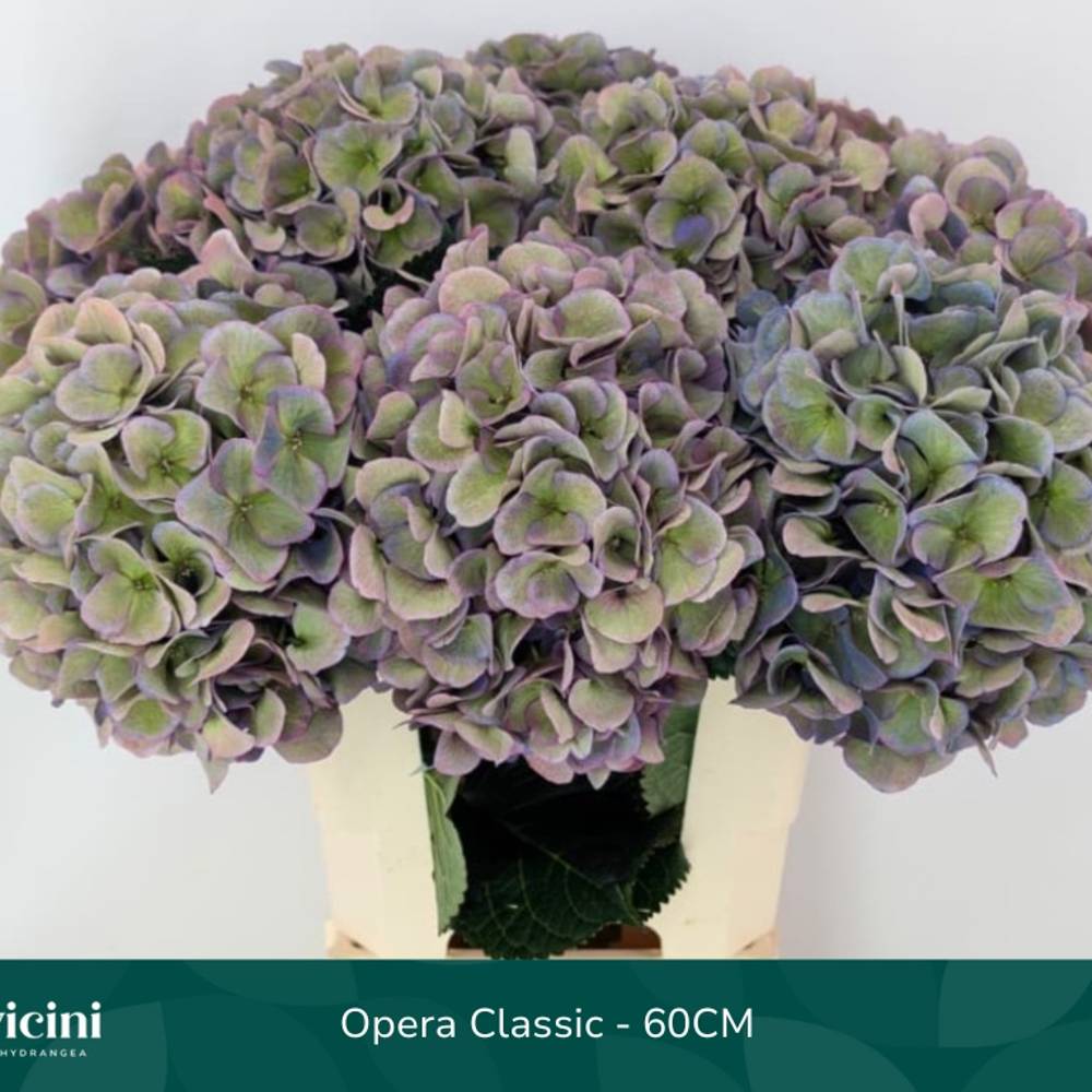 Hortensie milka/grün Royal Opera classic Bol 20cm 60cm