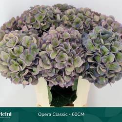 Hortensie milka/grün Royal Opera classic Bol 20cm 60cm