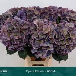 Hortensie milka/grün Royal Opera classic Bol 20cm 60cm
