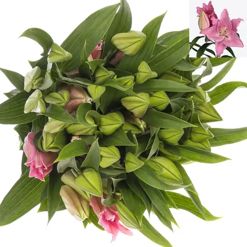 Lilie orientalisch rosa Catemaco 4+Blüte 80cm
