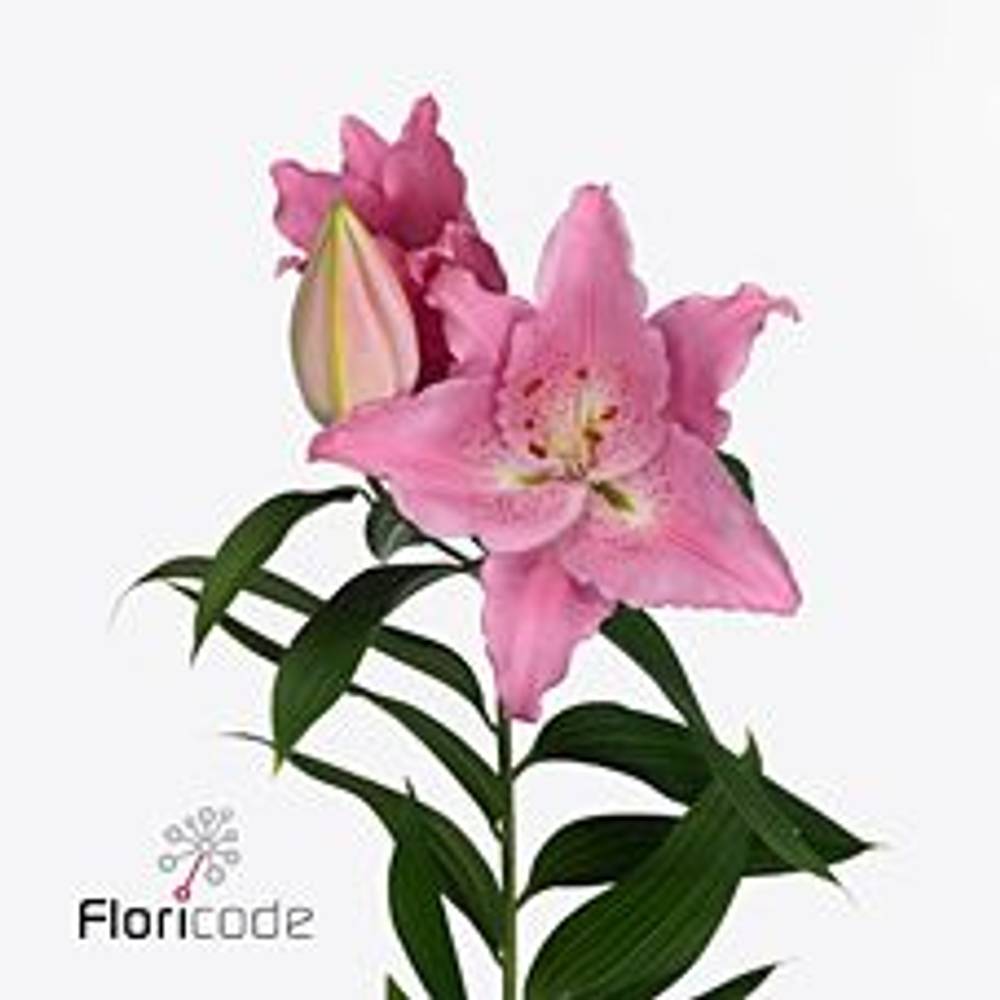 Lilie orientalisch rosa Catemaco 4+Blüte 80cm
