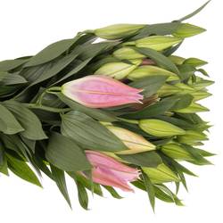 Lilie orientalisch rosa Catemaco 4+Blüte 80cm