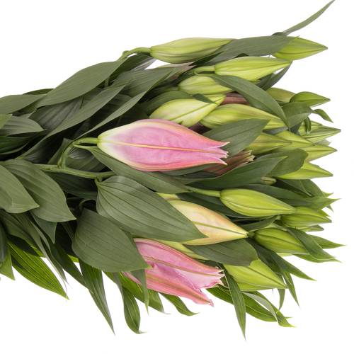 Lilie orientalisch rosa Catemaco 4+Blüte 80cm