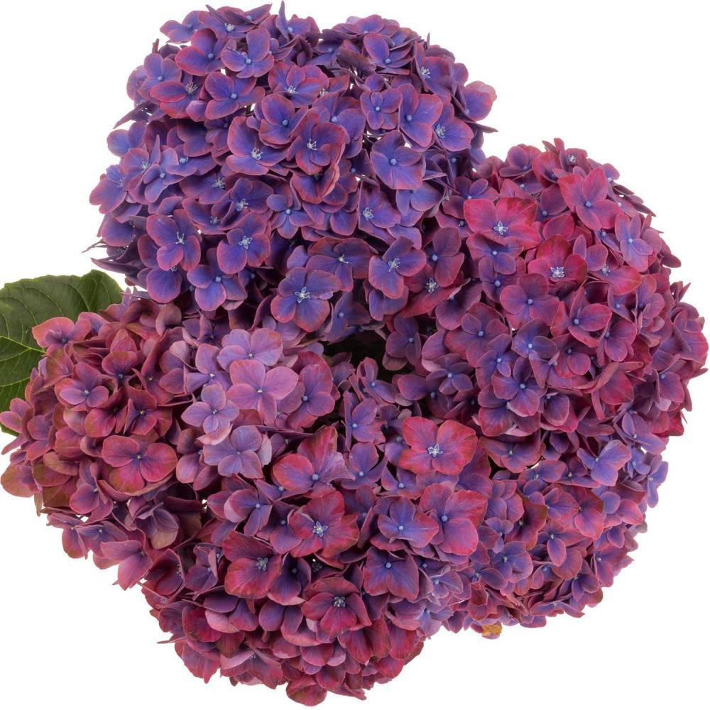 Hortensie lila/dunkel rosa  Amber Bol 15cm 40cm
