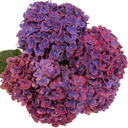 Hortensie lila/dunkel rosa  Amber Bol 15cm 40cm