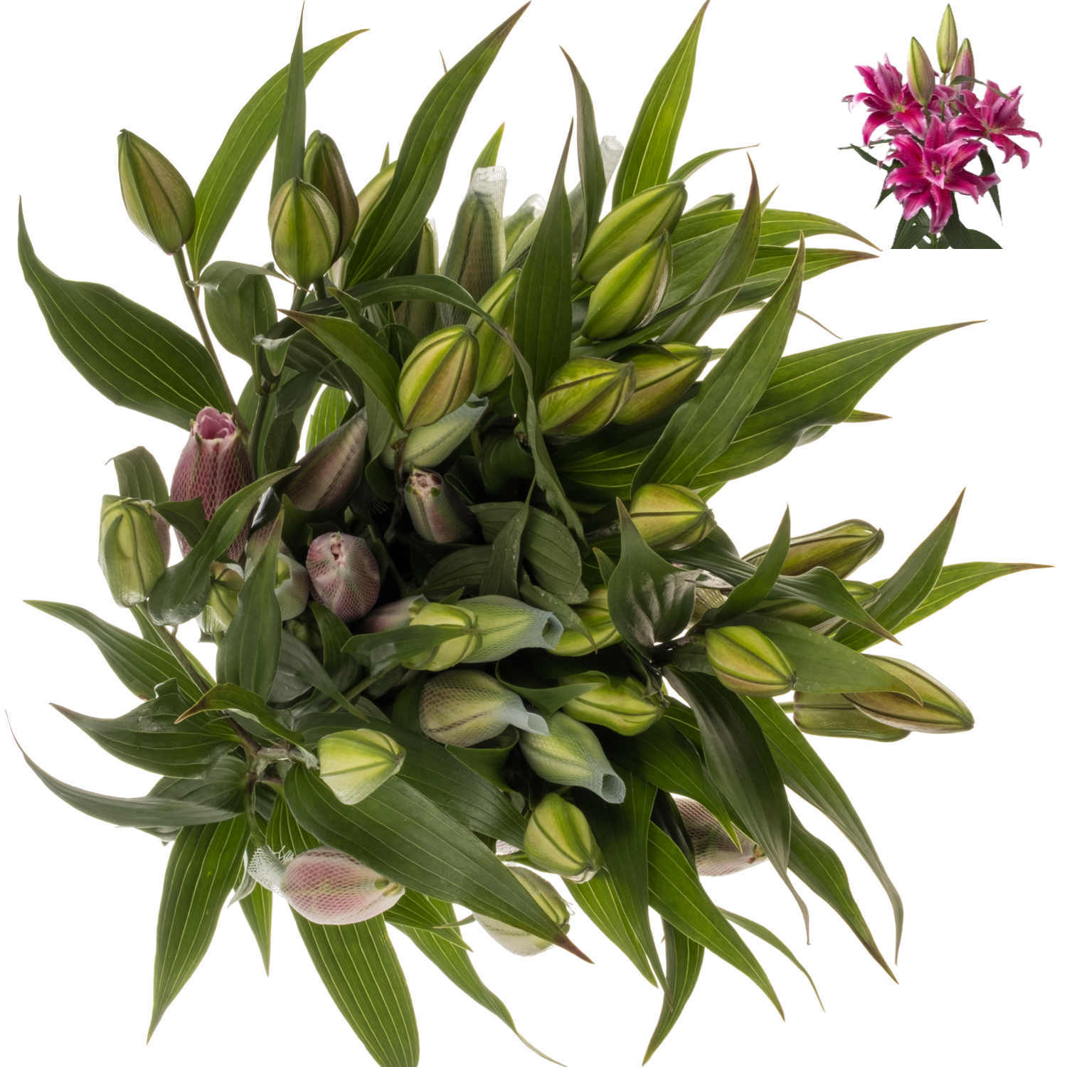 Lilie orientalisch fuchsia gefüllt Natascha 5+Blüte 95cm