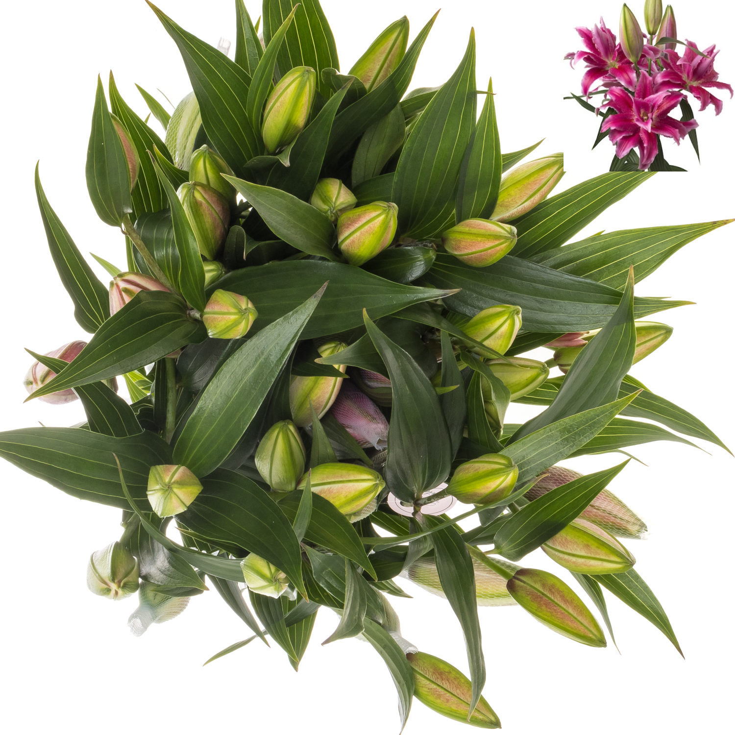 Lilie orientalisch rosa gefüllt Natascha ütte 5+Blüte 95cm