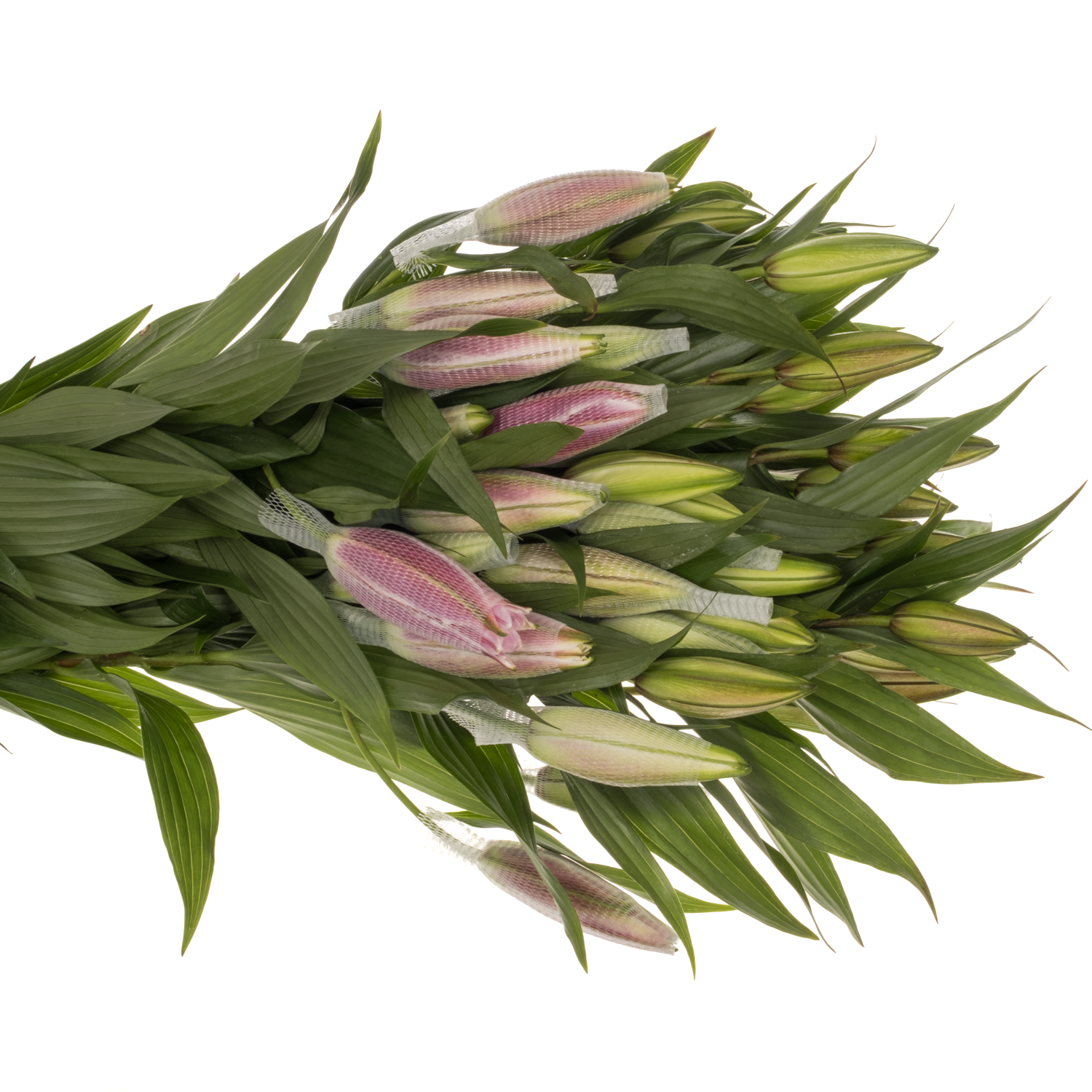 Lilie orientalisch fuchsia gefüllt Natascha 5+Blüte 95cm