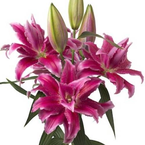 Lilie orientalisch fuchsia gefüllt Natascha 5+Blüte 95cm