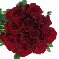 Rose rot Ever Red 100cm