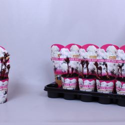 Paeonia weiss Longlife T12 H15