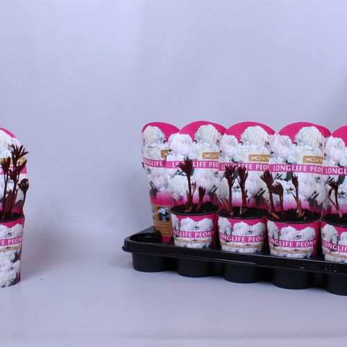 Paeonia weiss Longlife T12 H15