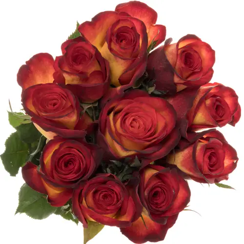 Rose gelb/rot Magma 60cm