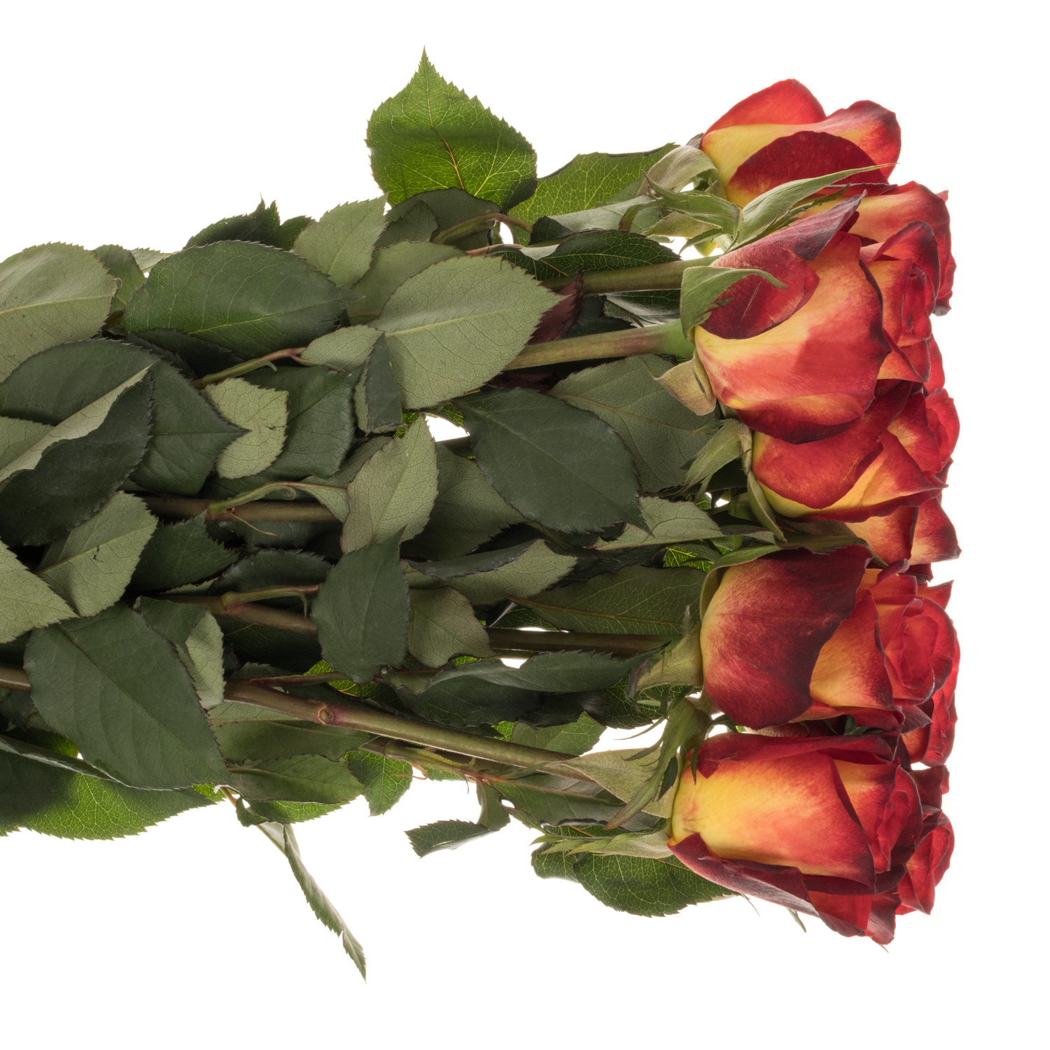 Rose gelb/rot Magma 60cm