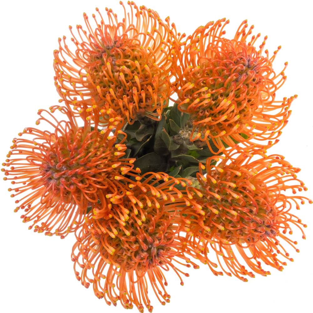 Nutans orange Man Zest 35cm