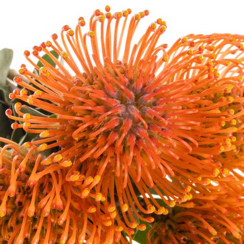 Nutans orange Man Zest 35cm
