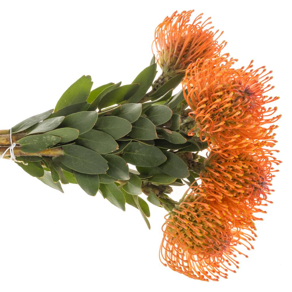 Nutans orange Man Zest 35cm
