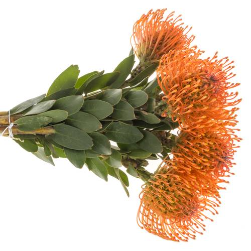 Nutans orange Man Zest 35cm
