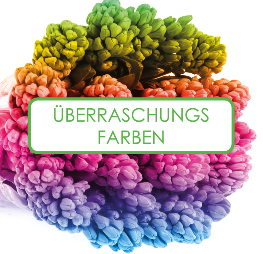 Hyazinthe 3 X 25 Sorte mix