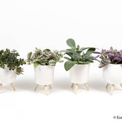 Grünpflanzen mix im Keramik e2052 T06 H010