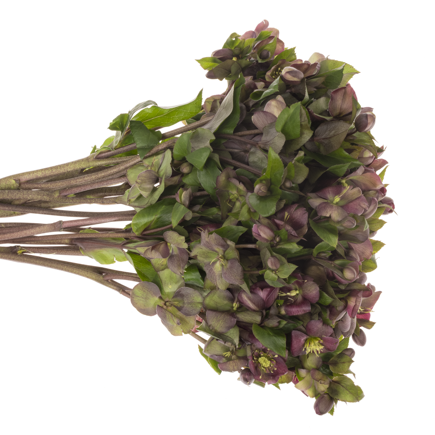 Helleborus weinrot Mammoth Pink 45cm