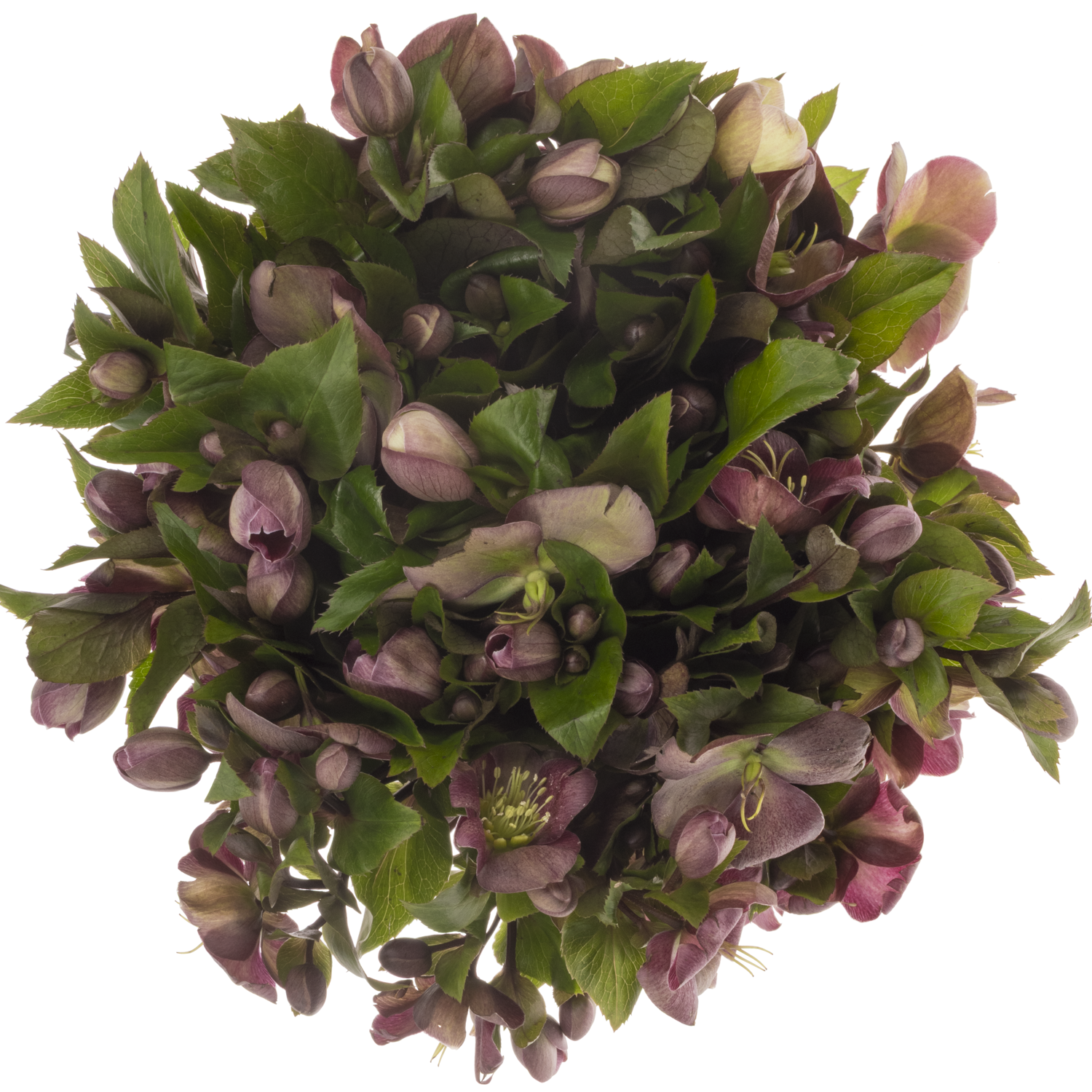 Helleborus weinrot Mammoth Pink 45cm