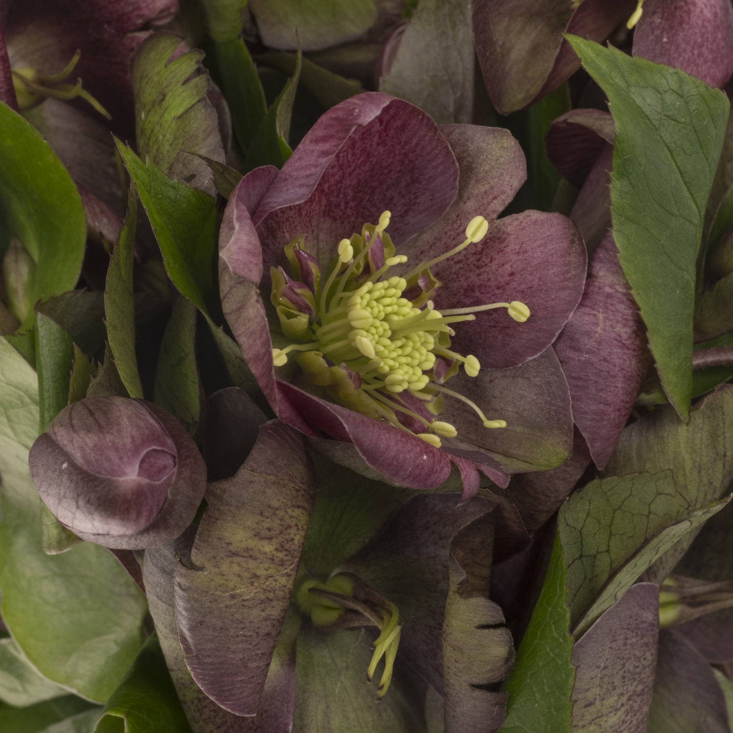 Helleborus weinrot Mammoth Pink 45cm