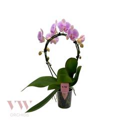 Phal.2-R rosa Spiegelbogen T12 H045