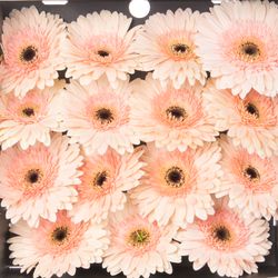 Gerbera rosa Cafe D Mar