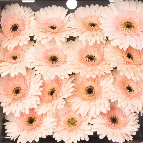 Gerbera rosa Cafe D Mar